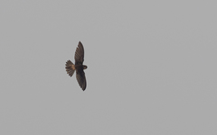 Aerodramus germani