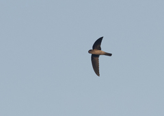 Aerodramus germani