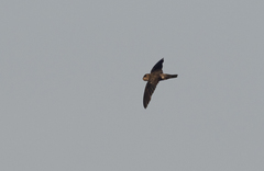 Aerodramus germani