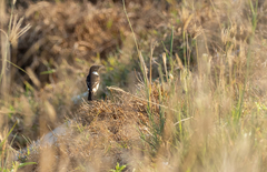 Saxicola stejnegeri