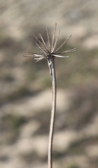 Allium denudatum