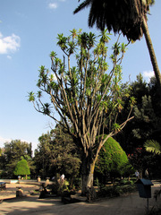 Dracaena steudneri