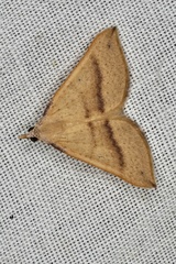 Anachloris tofocolorata