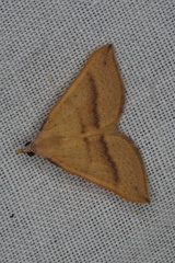 Anachloris tofocolorata