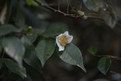 Camellia fraterna