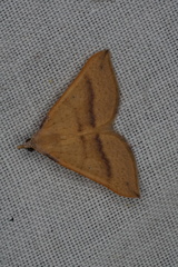 Anachloris tofocolorata