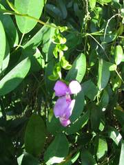 Canavalia bonariensis