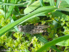 Diraneura bivenosa