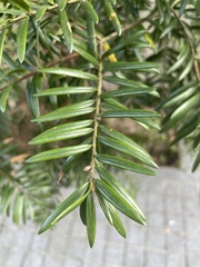 Keteleeria