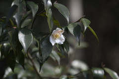 Camellia fraterna