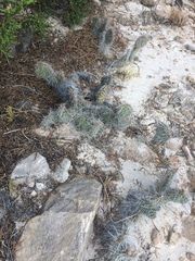 Opuntia trichophora