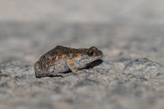 Uperoleia laevigata