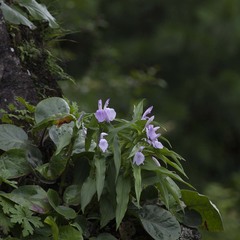 Roscoea purpurea