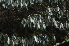Machilus leptophylla