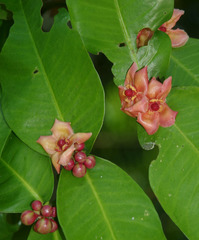 Garcinia prainiana