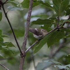 Phylloscopus chloronotus