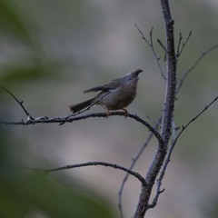 Yuhina gularis