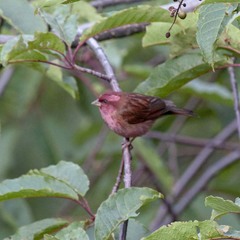 Carpodacus rodochroa