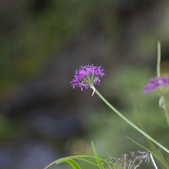 Allium wallichii