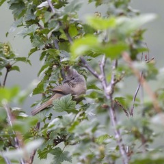 Yuhina gularis