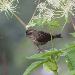 Carpodacus rodopeplus