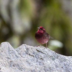 Procarduelis nipalensis