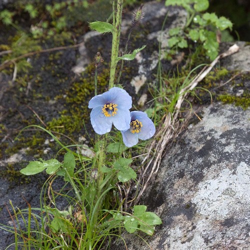 Thorny satin poppy (Meconopsis aculeata)