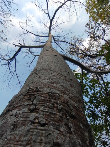 Image of Amberella (Spondias pinnata) by (c) Utain Pummarin, some rights reserved (CC BY)