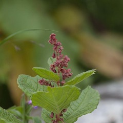 Koenigia rumicifolia