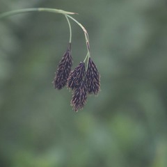 Carex nigerrima