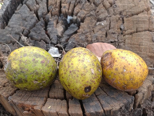 Image of Amberella (Spondias pinnata) by (c) Utain Pummarin, some rights reserved (CC BY)
