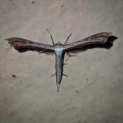 Stenoptilodes taprobanes