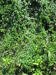 Canavalia bonariensis