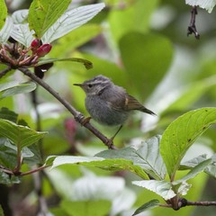 Phylloscopus pulcher