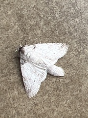 Rifargia distinguenda