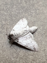 Rifargia distinguenda