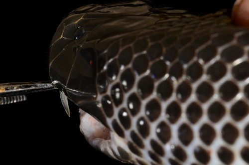 Fat Burrowing Asp