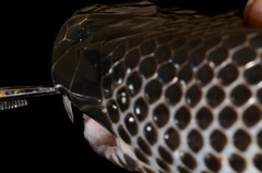 Atractaspis corpulenta