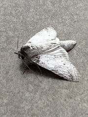 Rifargia distinguenda