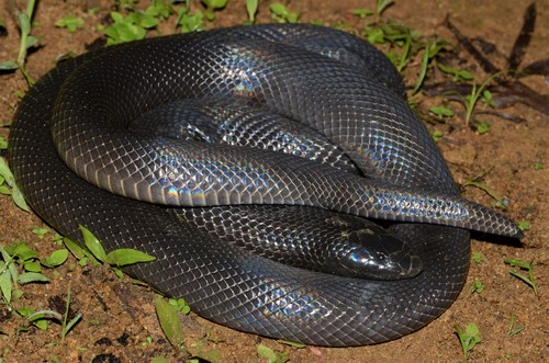 Fat Burrowing Asp