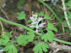 Fumaria munbyi