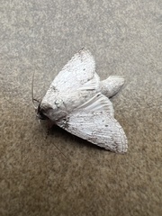 Rifargia distinguenda