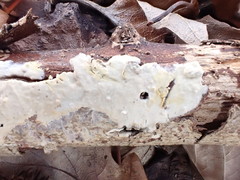 Radulomyces confluens