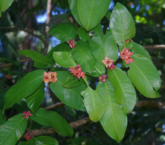 Garcinia prainiana