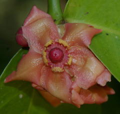 Garcinia prainiana