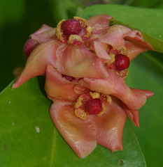 Garcinia prainiana