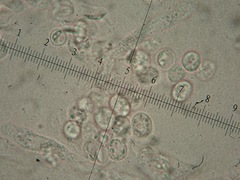 Radulomyces confluens