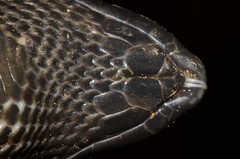 Atractaspis corpulenta