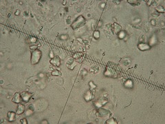 Radulomyces confluens