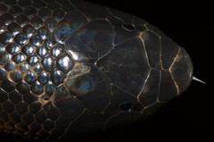 Atractaspis corpulenta